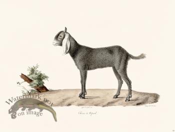 Cuvier 136 Goat of Nepaul Female